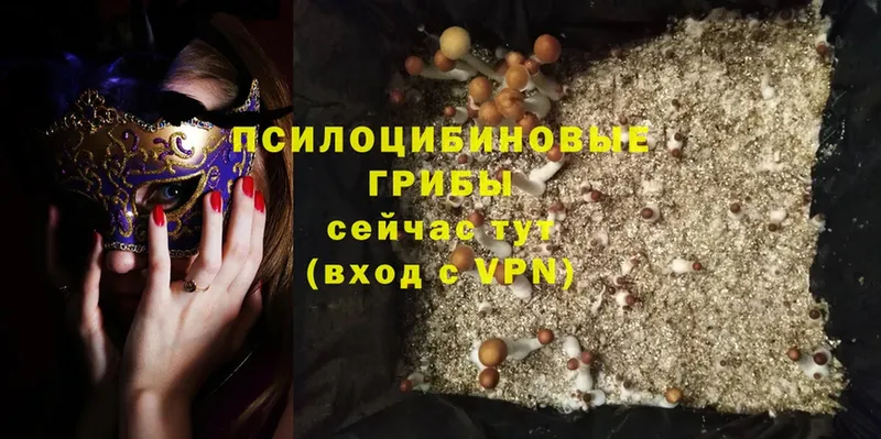 Галлюциногенные грибы Psilocybe  Кашира 